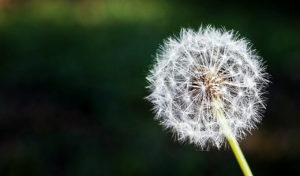 Self-purification-Tazkiyah